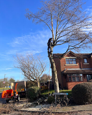 Tree surgeon removing branches from tree on residential street
