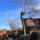 Tree surgeon removing branches from tree on residential street
