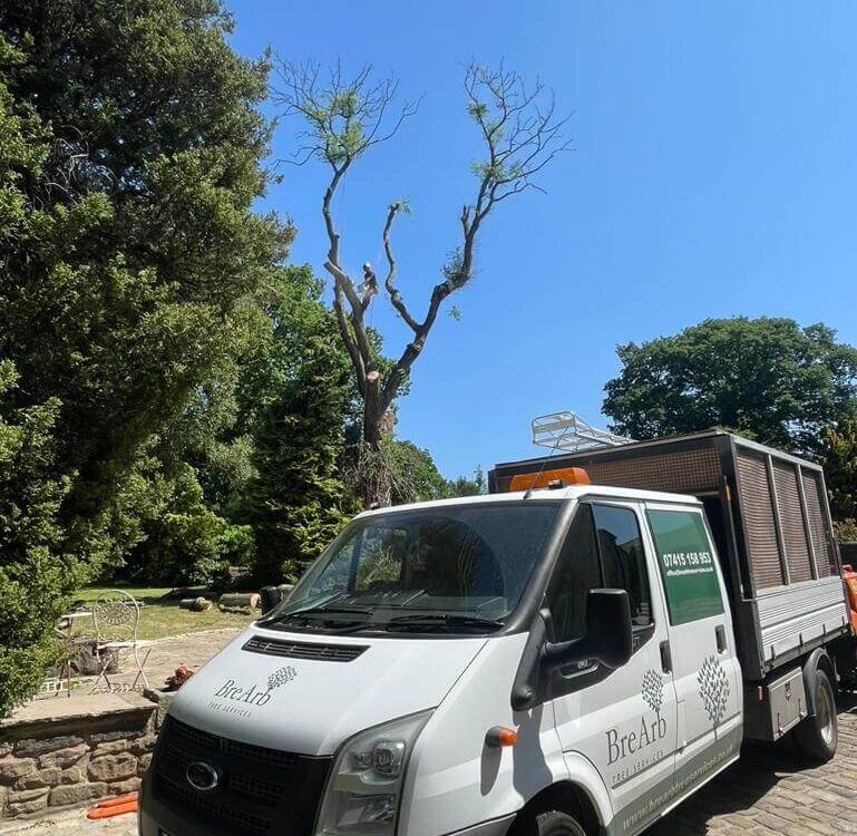 large tree with ash dieback being removed into Brearb Tree services work van